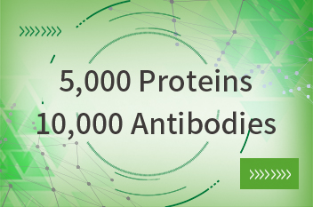 40 percent off protein and antibody